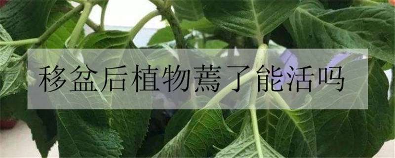 移盆后植物蔫了能活吗（移盆后花蔫了怎么办）