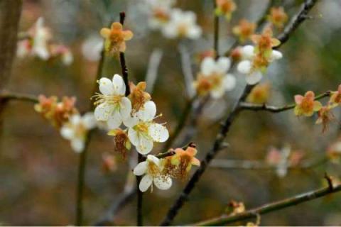 梅花夏季怎么养（梅花夏季怎么养殖）