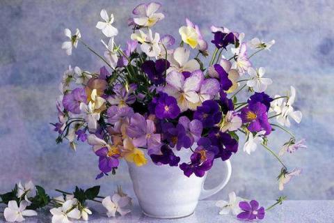 紫罗兰在家里怎么养 紫罗兰花在家里怎么养