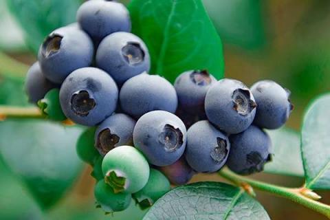 蓝莓买回来怎么吃 直接吃还是剥皮吃