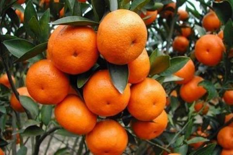 如何判断柑橘树有线虫 解决方法有哪些