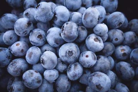 蓝莓哪个品种最好吃 蓝莓哪个品种最好吃排名