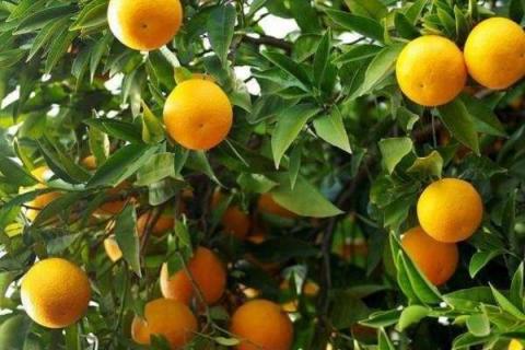 柑橘树枝条枯死是什么原因 解决方法有哪些