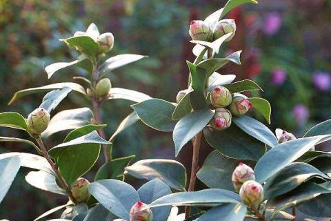 茶花掉花苞怎么回事 茶花掉花苞啥原因