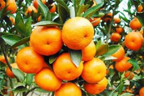如何判断柑橘树有线虫 解决方法有哪些