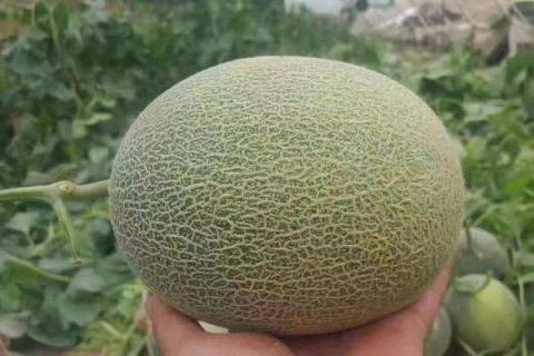 哈密瓜是什么季节的水果 哈密瓜是什么季节的水果呢