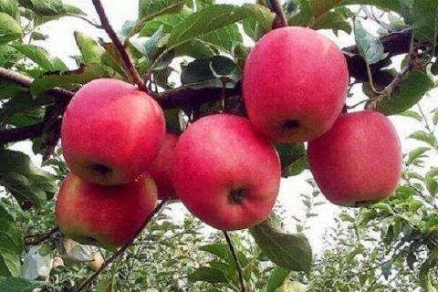 一棵苹果树怎么授粉 可以结果吗