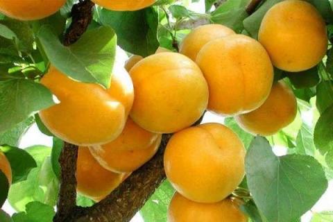 没熟的杏子怎么催熟 半熟的杏子如何让它熟透