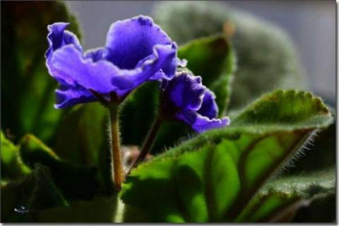 紫罗兰夏季种植方法（紫罗兰夏季种植方法视频）