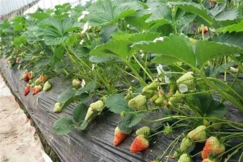 草莓移栽后如何缓苗