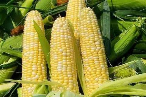 玉米神奇的4大功效 常吃有哪些作用