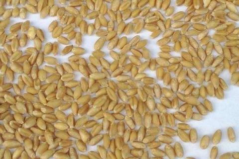 小麦没用底肥怎么办 小麦底肥不用钾肥行吗