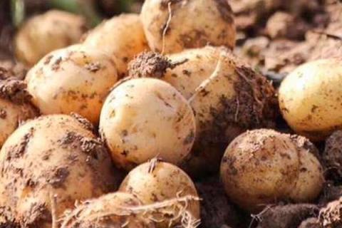 脲铵氮肥可以用于土豆吗 脲铵氮肥可以用于土豆吗为什么