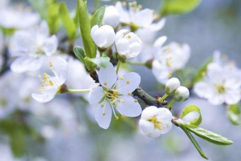 真实樱花图片大全（真实樱花树图片）