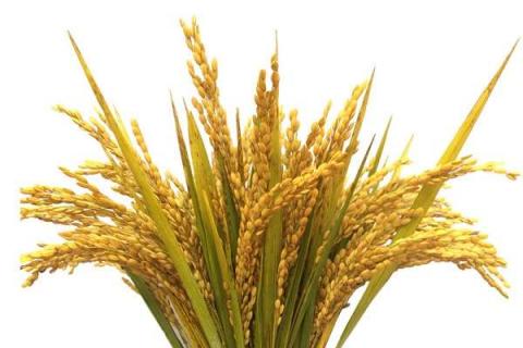水稻钾肥的正确使用方法及注意事项（水稻钾肥的正确使用方法及注意事项是什么）