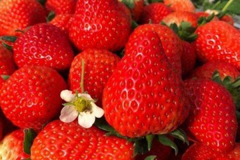 草莓苗栽下去几天可以施肥 草莓苗栽后多久可以施肥