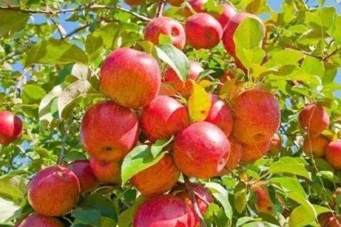 果树什么时候打磷酸二氢钾好 苹果树什么时候打磷酸二氢钾