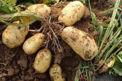 长芽的土豆有哪些妙用 长芽的土豆有哪些妙用呢