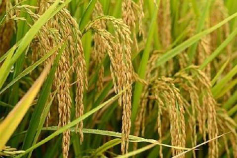 水稻分蘖肥需要用钾肥吗（水稻分蘖肥需要用钾肥吗视频）