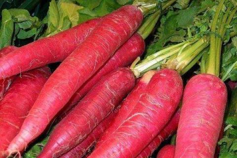 水萝卜用什么肥料 水萝卜用什么肥料种出来没辣味