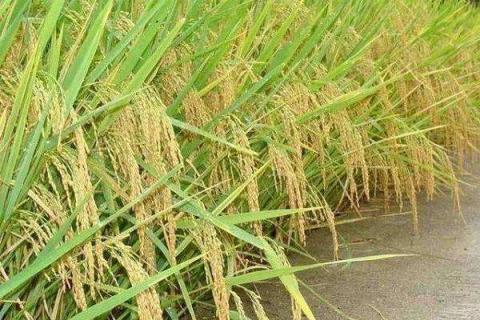 水稻一亩地用多少肥 怎么施肥才高产