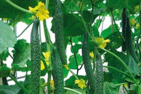 黄瓜开花期用什么肥料 如何施肥产量高
