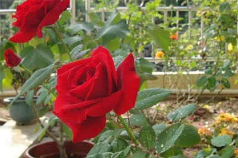 红玫瑰哪个品种好 红玫瑰哪个品种好最好