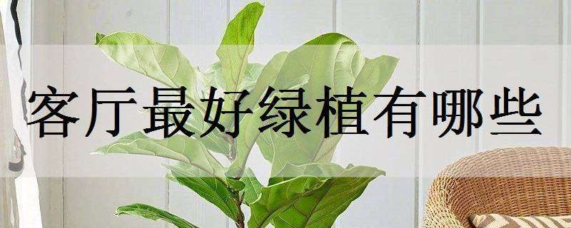 客厅最好绿植有哪些 客厅放哪种绿植比较好