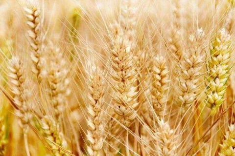 冬小麦的需肥规律和施肥技术 小麦冬施肥时间和方法