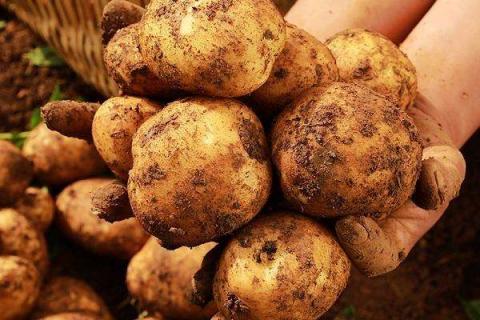 秋土豆种植时间与施肥技术 秋土豆种植时间与施肥技术要点