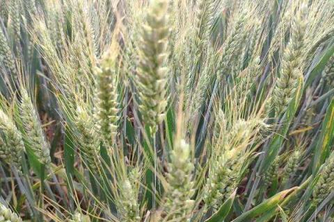 小麦追肥用硝酸磷好吗 什么时候使用效果好