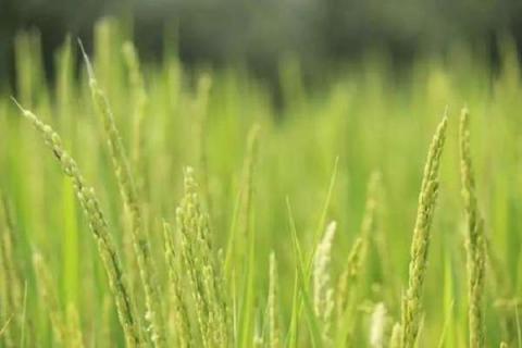 水稻返青肥什么时候用 肥料选择什么好