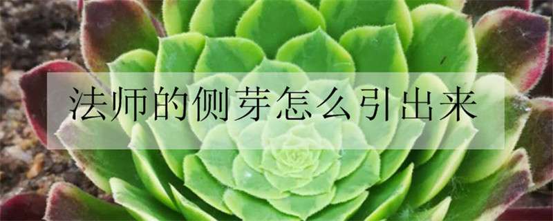 法师的侧芽怎么引出来