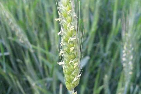 小麦扬花期可以施氮肥吗（小麦扬花期能施肥吗）