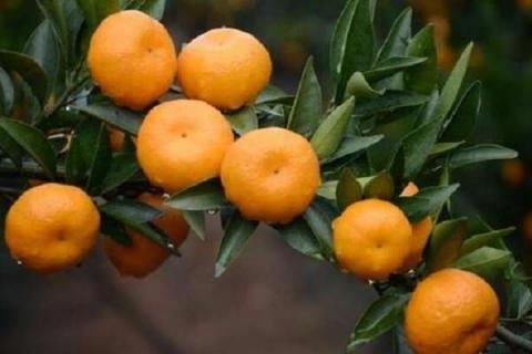 柑橘树怎样施复合肥 使用方法及注意事项