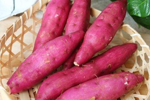 红薯叶施什么肥最好 施肥注意事项