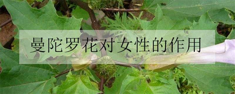 曼陀罗花对女性的作用