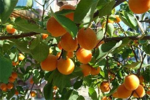 杏树花芽分化期在几月 杏树花芽分化期在几月份开始