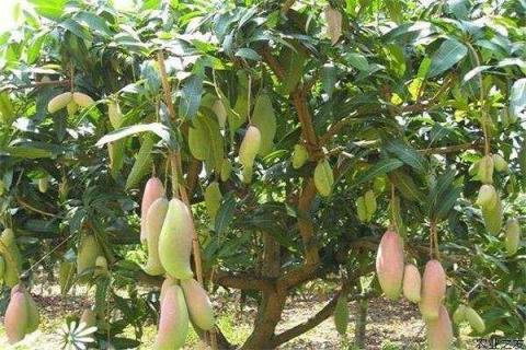 芒果树多久施肥一次 芒果树的施肥时间