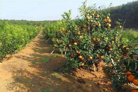柑橘树怎样施复合肥 使用方法及注意事项