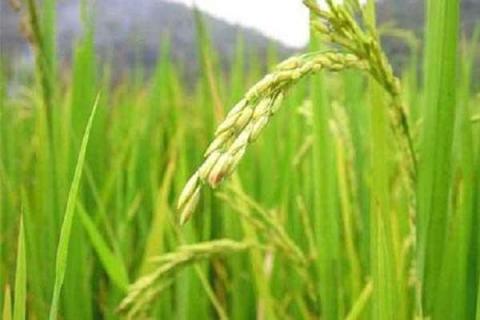 水稻氮肥过多如何补救（水稻氮肥过多如何补救视频）
