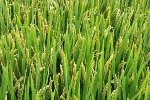 水稻一亩地用多少肥 怎么施肥才高产