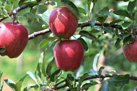 苹果树秋肥该什么时候施 苹果树秋肥该什么时候施肥最好