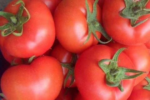 西红柿什么时候使用钾肥 西红柿什么时候使用钾肥最佳