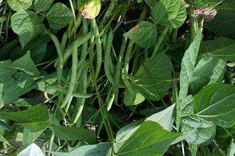四季豆种植技术及施肥方法
