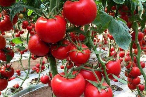 西红柿什么时候使用钾肥 施肥注意事项