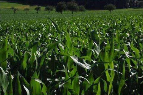 玉米追肥不盖土可以吗 施肥误区有哪些