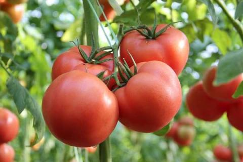 目前最好吃的小番茄是啥品种（生吃口感最好的西红柿品种）