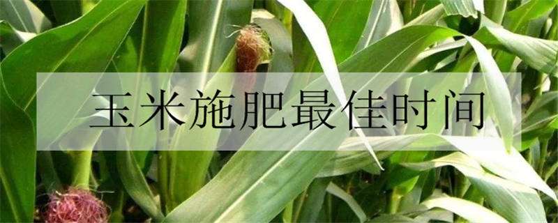 玉米施肥最佳时间 玉米施肥最佳时间是几月