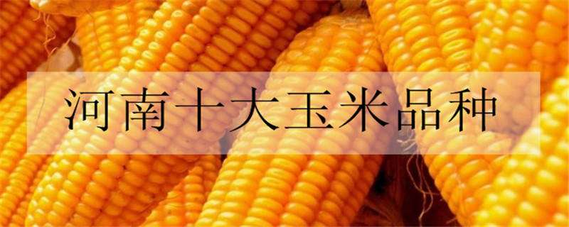 河南十大玉米品种